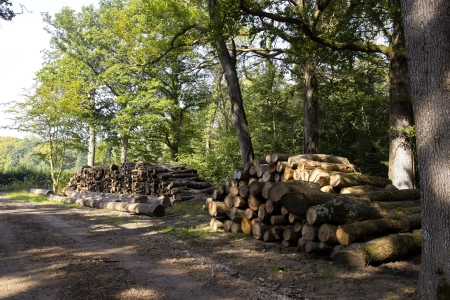 Building with England’s Hardwoods: Putting Our Homegrown Timber to Work